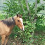 Caballo en Escuque - Gustavo Mirabal