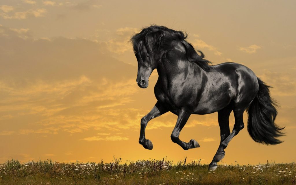 Magnficencia del caballo