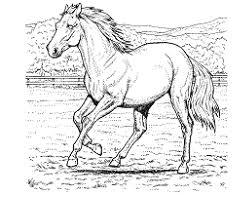Dibujo caballo