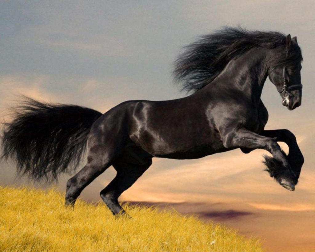 Caballo valiente