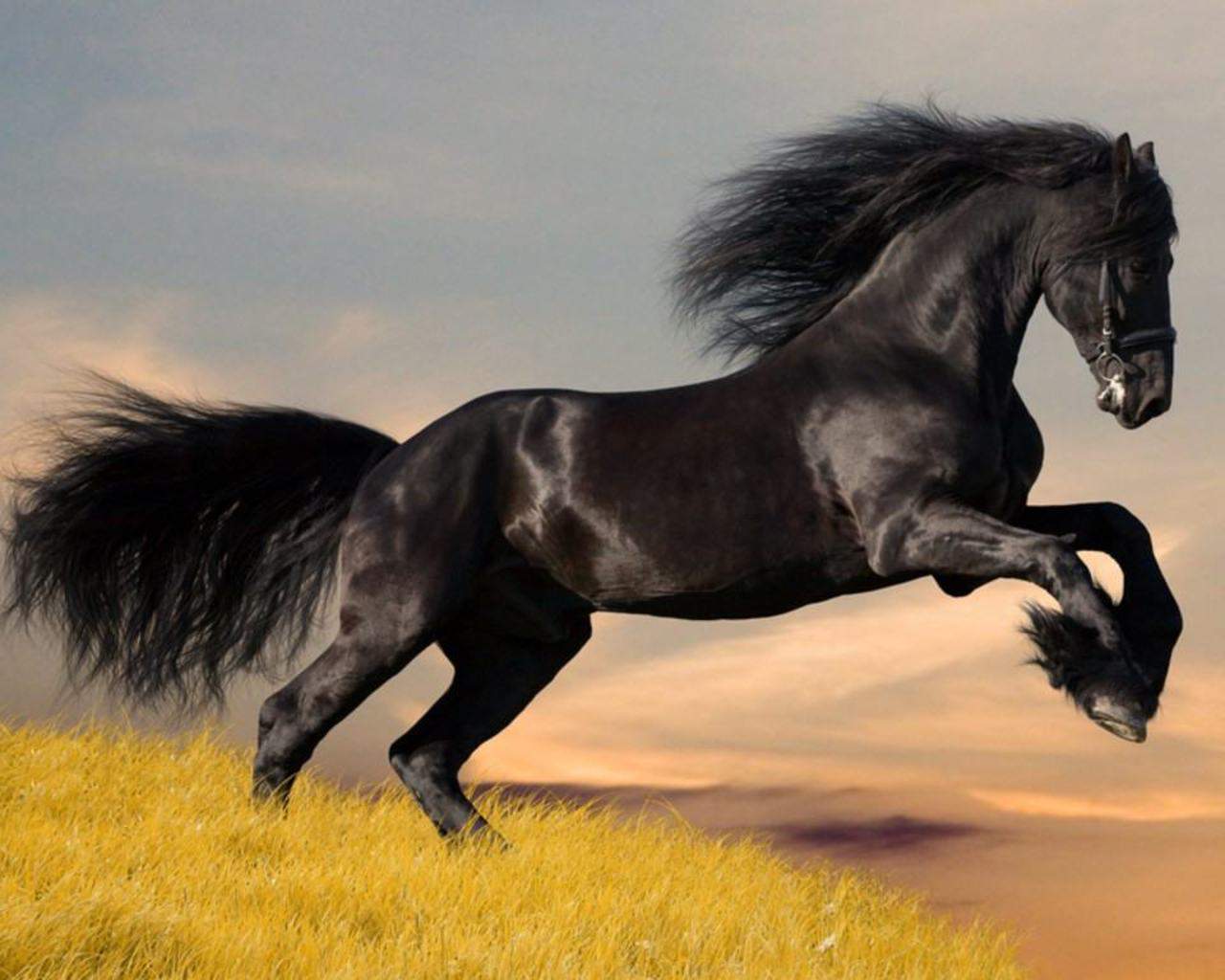 CABALLOS VALIENTES
