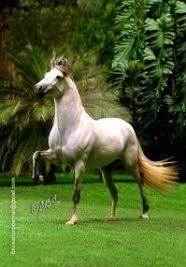 Caballo blanco