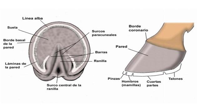 ALGUNAS CURIOSIDADES  SOBRE LOS CABALLOS