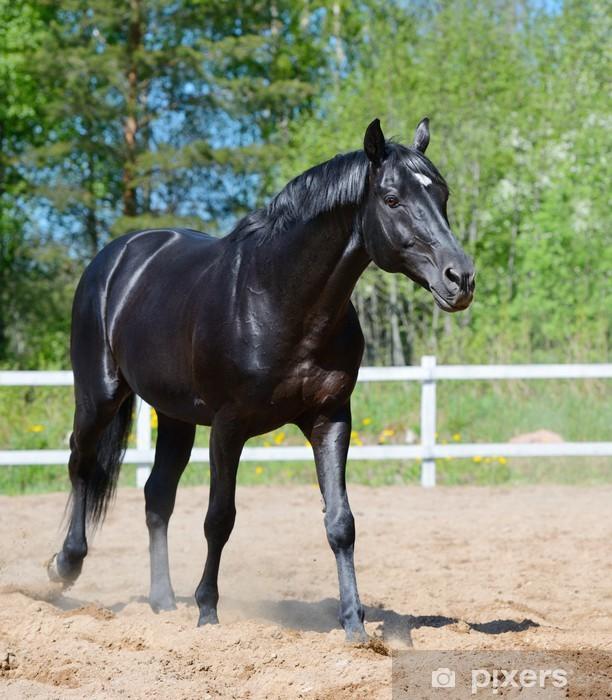 Caballo Azabache