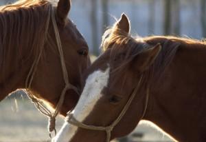 Lenguaje de los Caballos