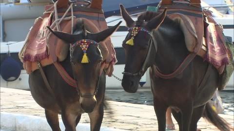 Mulas ataviadas para la fiesta de Corpus