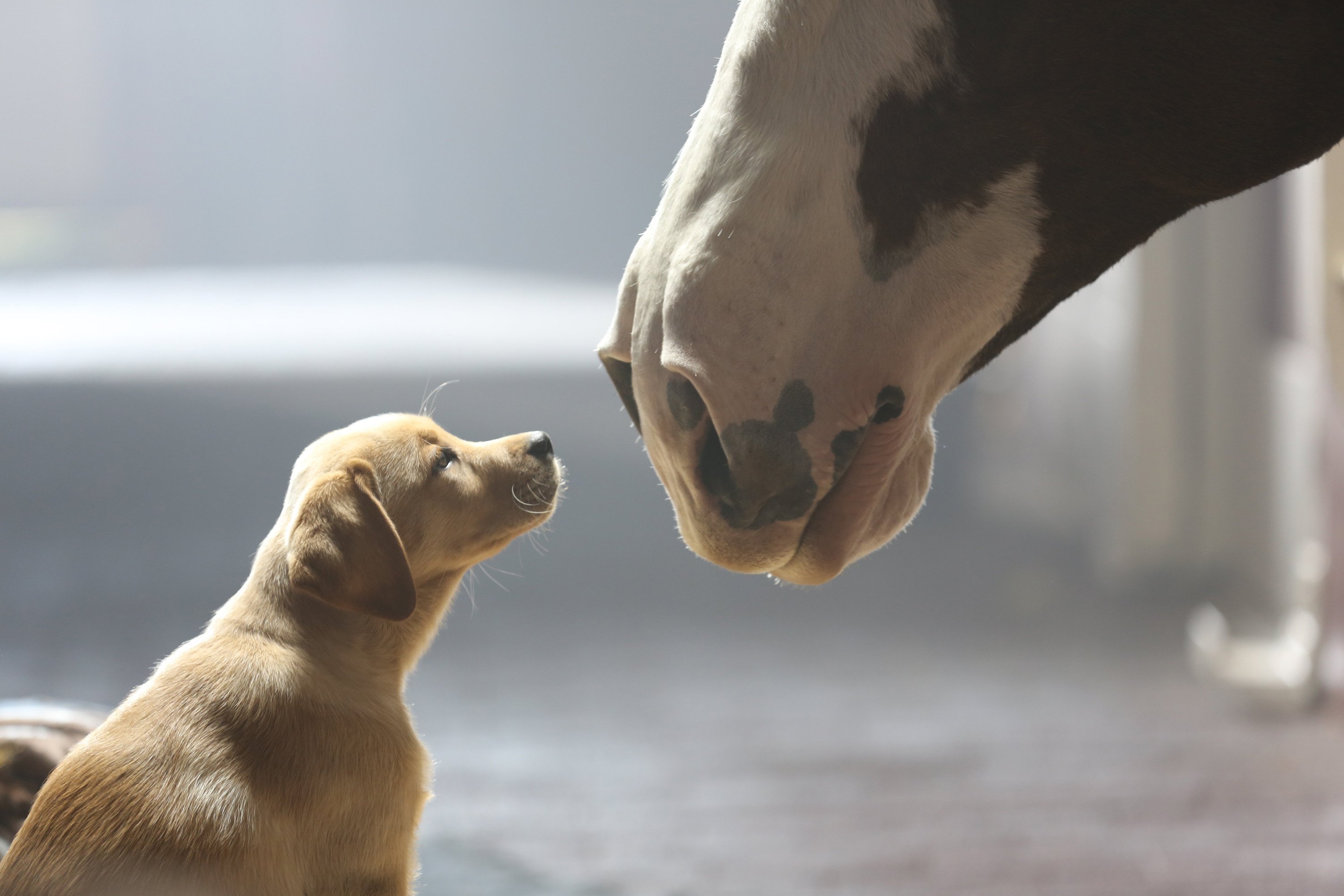 Caballos y perros una amistad sin igual