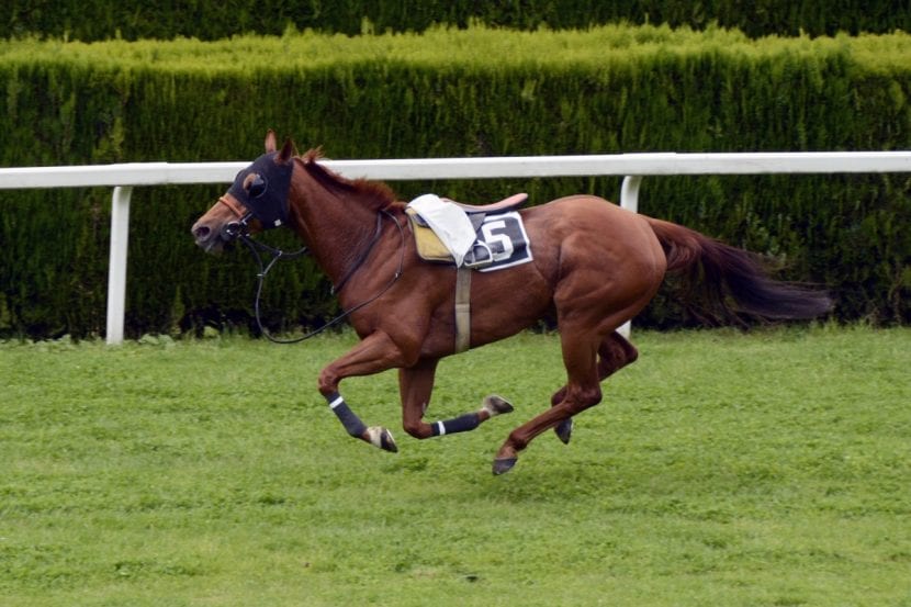 Grandes caballos de carreras