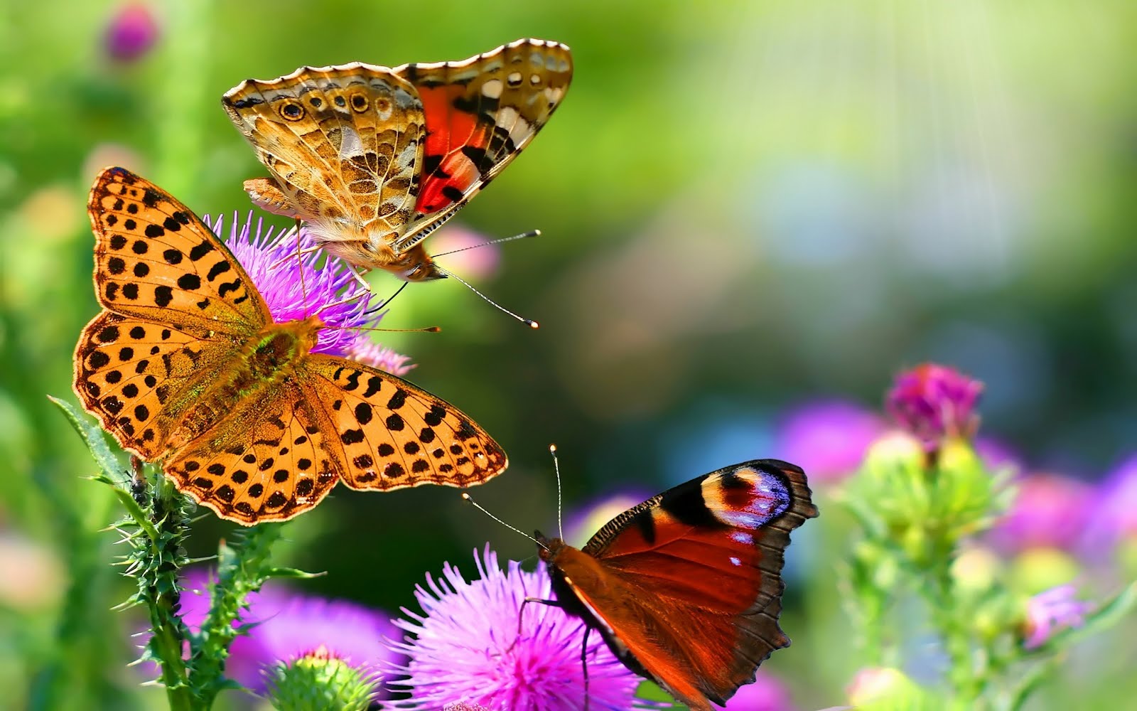 ENTRE MARIPOSAS TE VEA, O EL SUEÑO DE  MARÍA GABRIELA