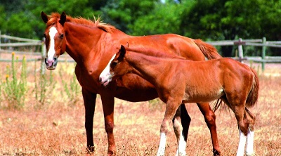 cría y reproducción de caballos
