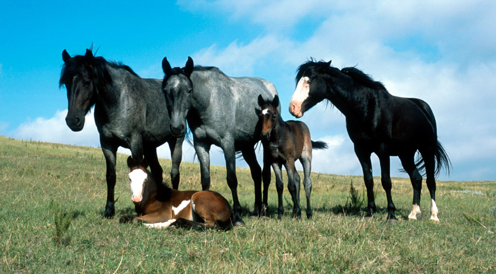 Las curiosidades sobre los caballos – Gustavo Mirabal