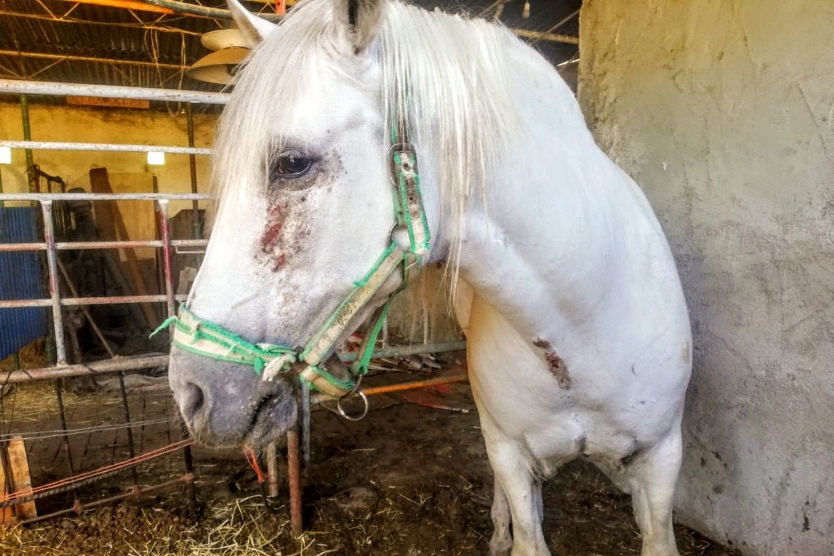 Santuario en Murcia pide apoyo para salvar caballos