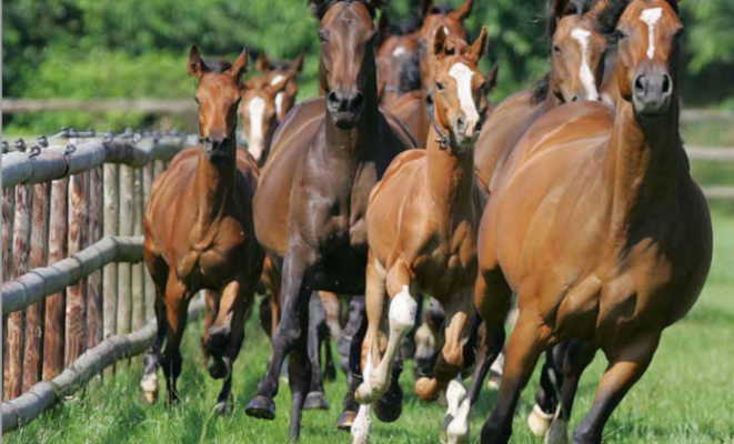 Cría y reproducción de caballos – Gustavo Mirabal