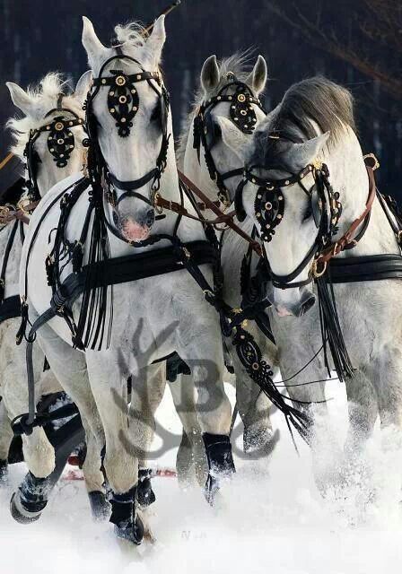DANZA DE LOS CABALLOS – GUSTAVO MIRABAL