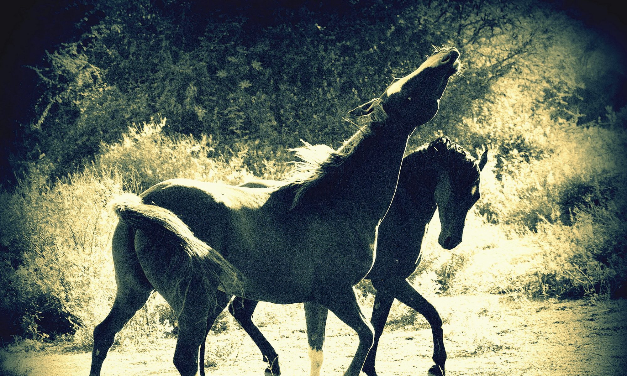 Caballos traumados – Cómo ayudarlos – Gustavo Mirabal