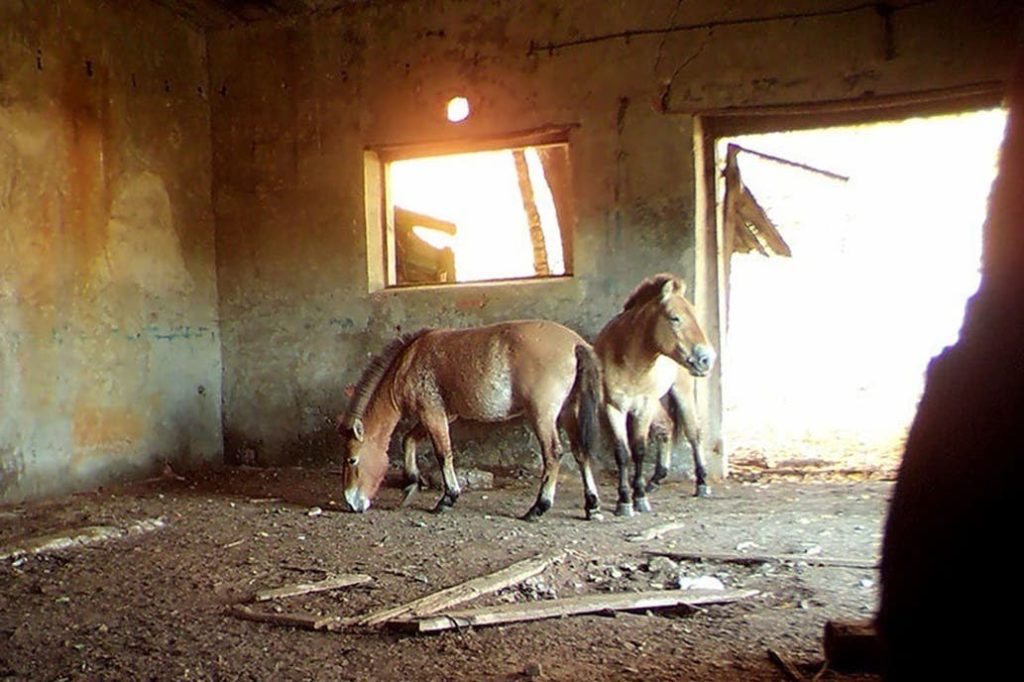 Chernobyl refugio para caballos Przewalski 
