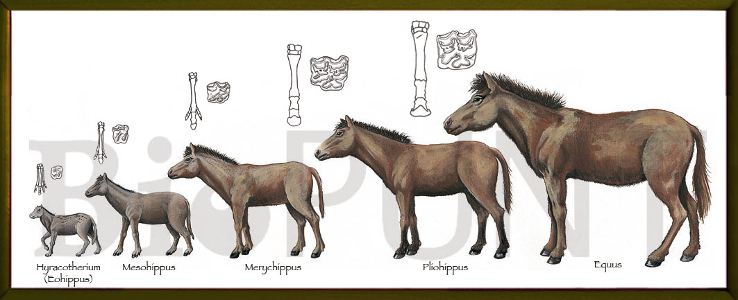 El caballo en la historia de la humanidad