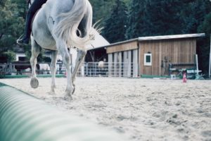 Cuidados de la cola del caballo