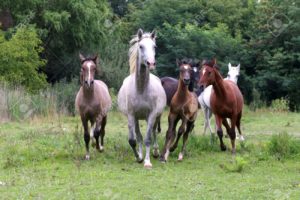 el caballo y su comportamiento
