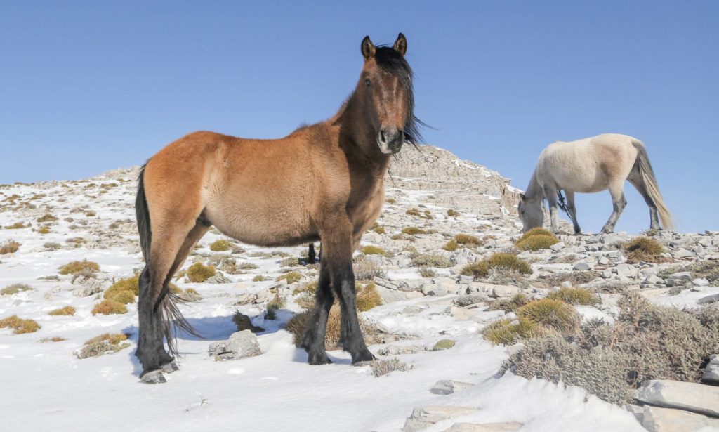 caballos salvajes en Andalucía