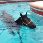 Hidroterapia equina 