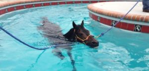 Hidroterapia equina