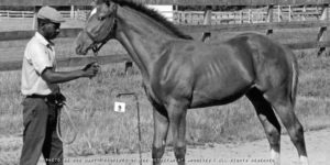 Secretariat cumple 50 años