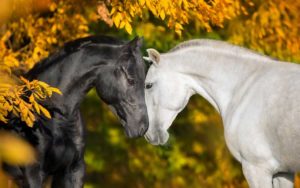 7 curiosidades sobre los caballos