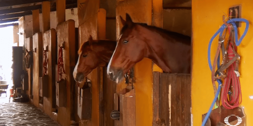 cuidados para caballos durante la cuarentena