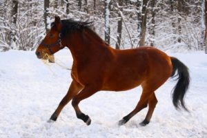 Caballo de Estonia