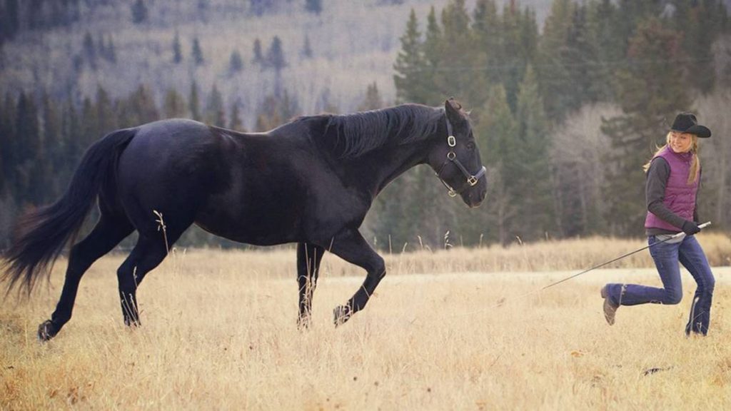 Doma ecuestre al estilo Heartland | Gustavo Mirabal