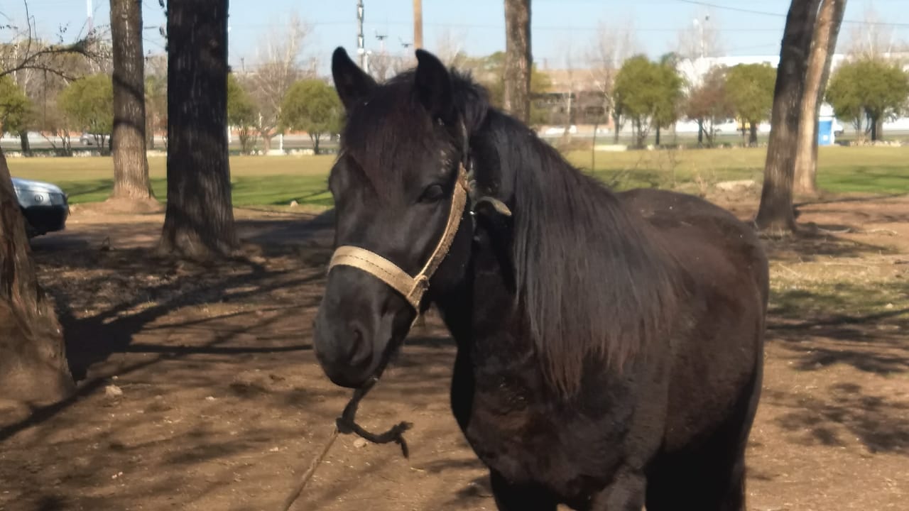 Adopta un caballo | Gustavo Mirabal