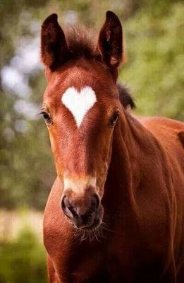 caballos que curan y salvan al mundo