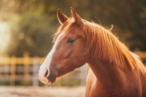 caballos que curan y salvan al mundo