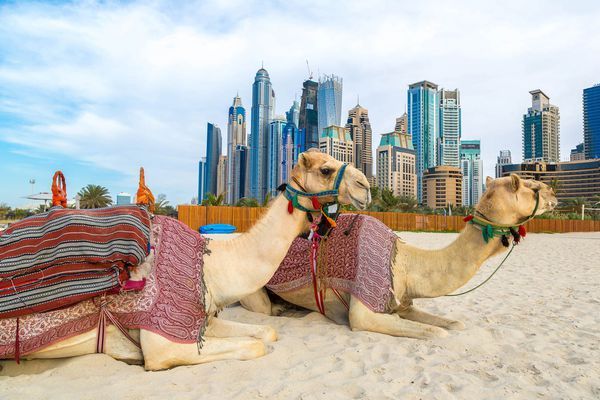 Carreras de camellos en Dubái 