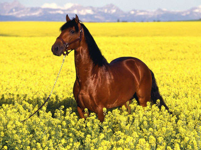 los dientes de los caballos