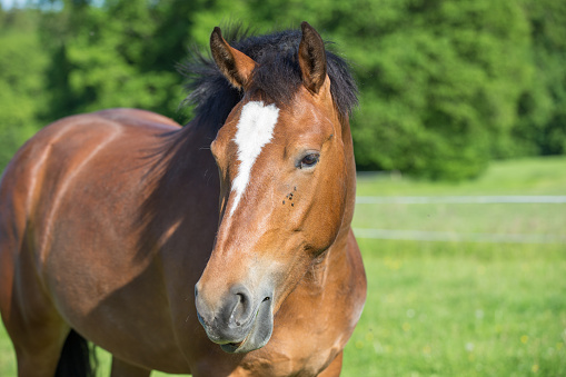 Suiza tiene su propia raza de caballos