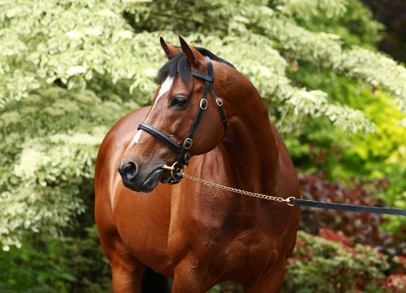 El caballo Galileo mejor pagado que Messi y Cristiano Ronaldo