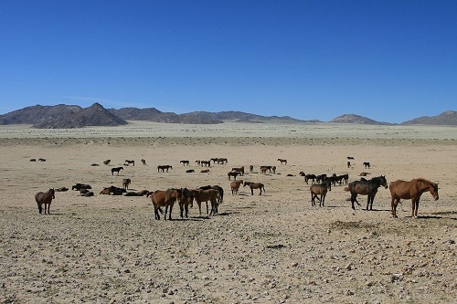 Los caballos salvajes del desierto de Namibia