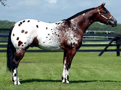 caballo Appaloosa