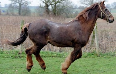 Shayne, el caballo más viejo del mundo