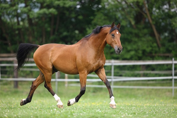 Raza de caballos Holsteiner 