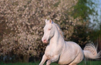 Raza de Caballos Kinsky de la República Checa