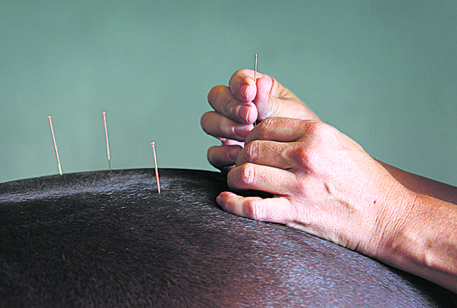 La acupuntura en equinos como terapia alternativa.