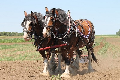 Raza de caballo Clydesdale como caballos de tiro