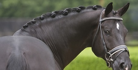 Crines y colas de elegantes caballos