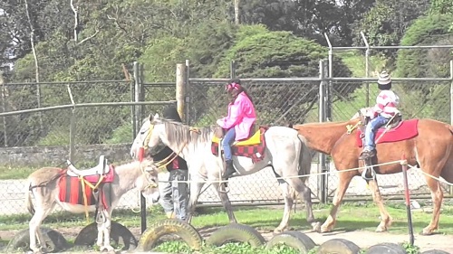 Paseos a caballo en el Junquito