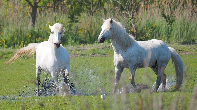 Raza de Caballo Camargues 