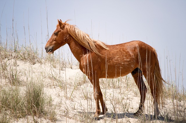 Raza de caballo Mustang español