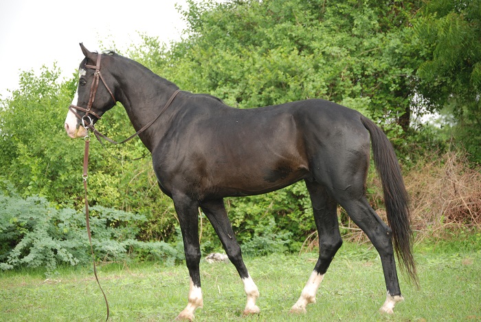 Caballo Marwari un caballo hindú